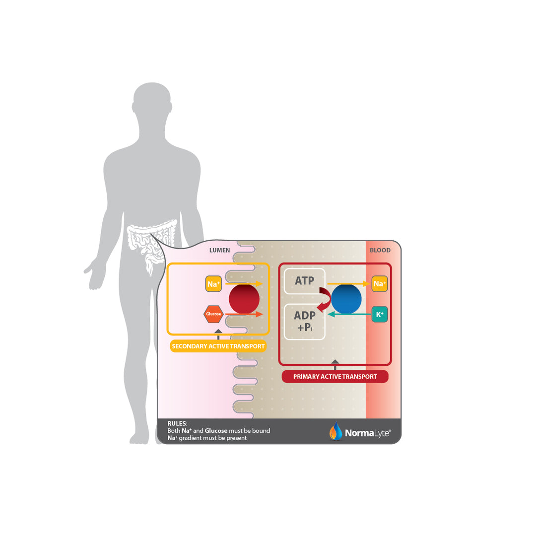 NormaLyte is specially formulated to utilize the Sodium/Glucose Co-Transport system in the body. 