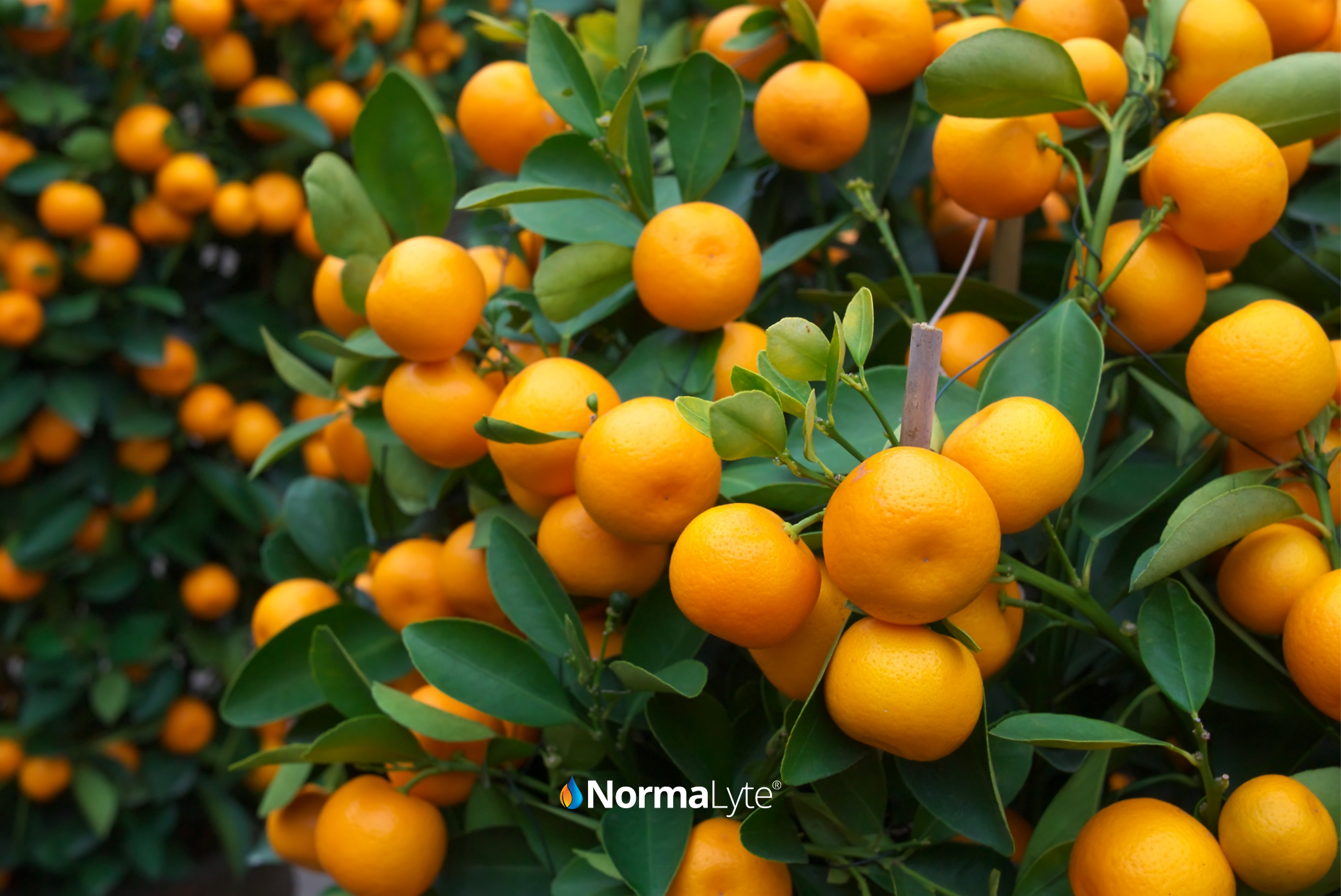 Orange tree close-up—tree with bright orange fruit and green leaves; “Never Diluted, Always Delicious” flavor authenticity message.
