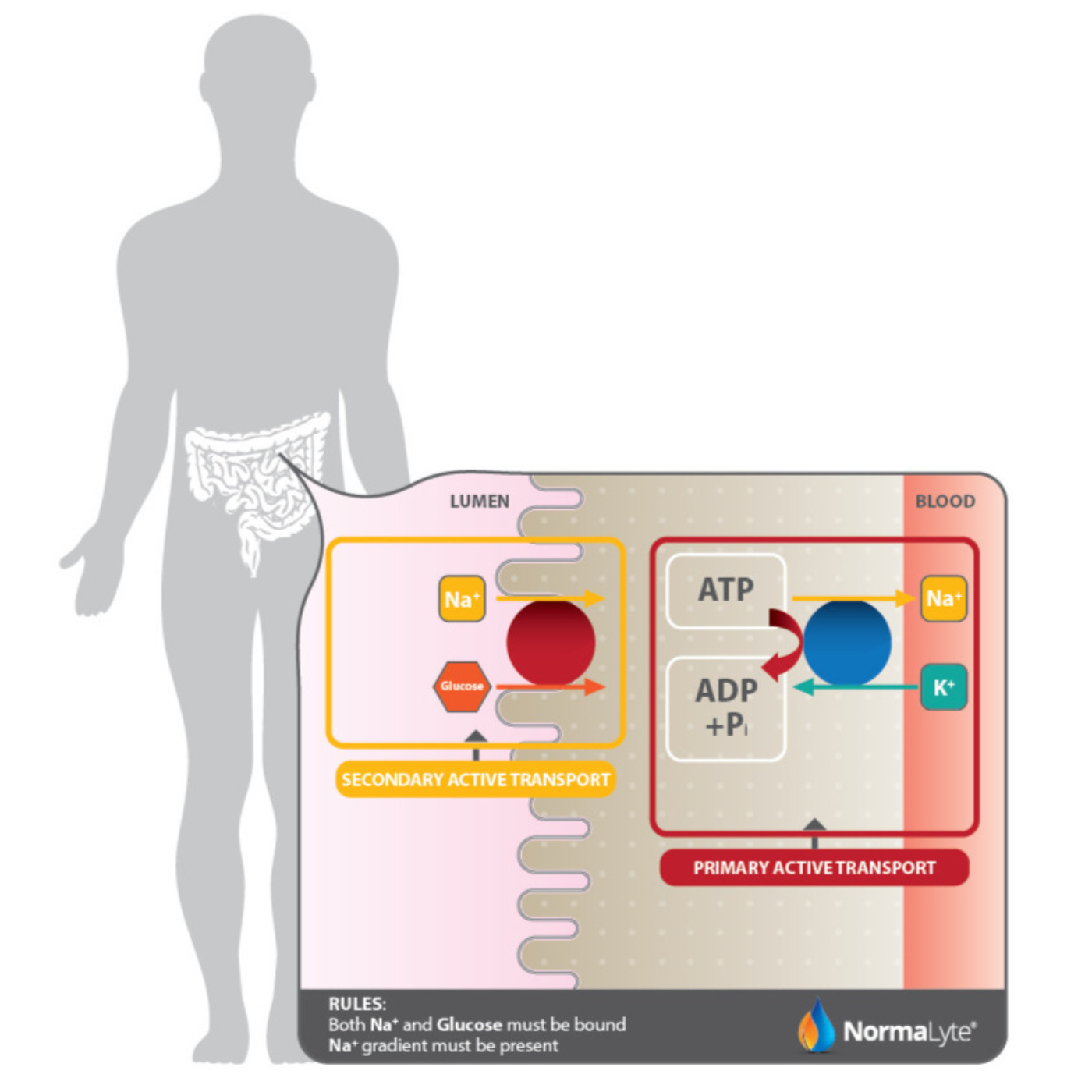 NormaLyte diagram showing sodium and glucose absorption from the intestinal lumen into the blood through active transport.